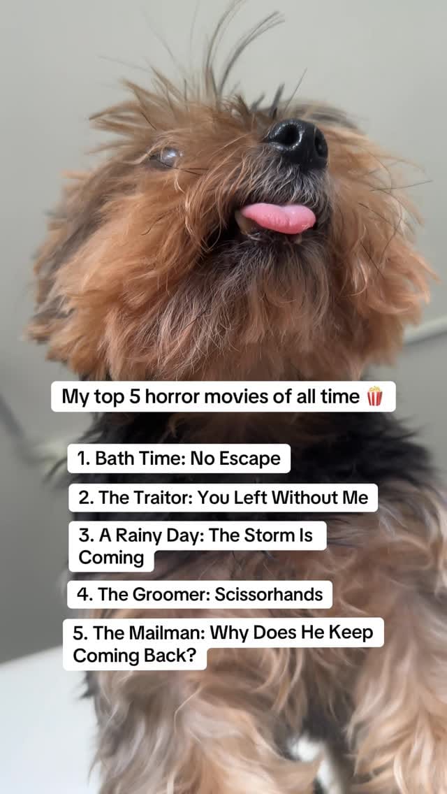 Post 7 by Frida | Teacup Yorkie on Instagram (video)