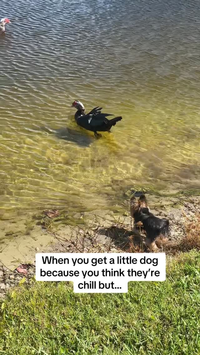 Post 1 by Frida | Teacup Yorkie on Instagram (video)