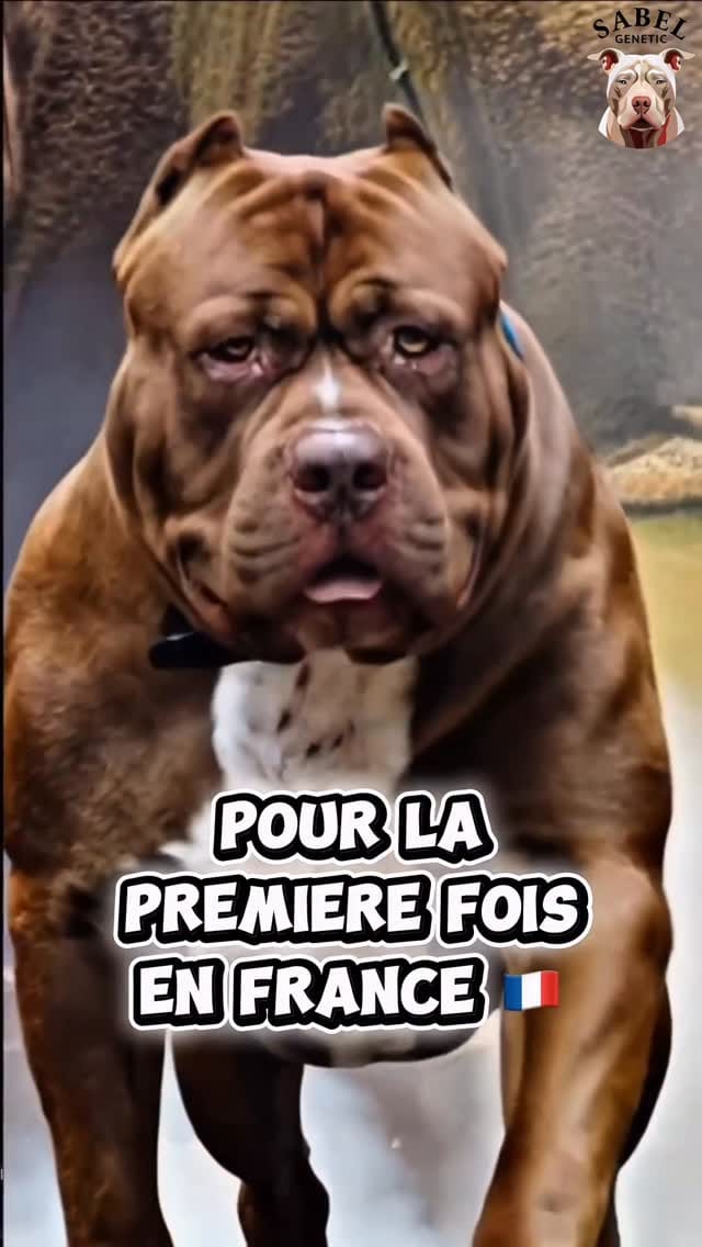 Post 10 by SabelGenetic on Instagram (video)