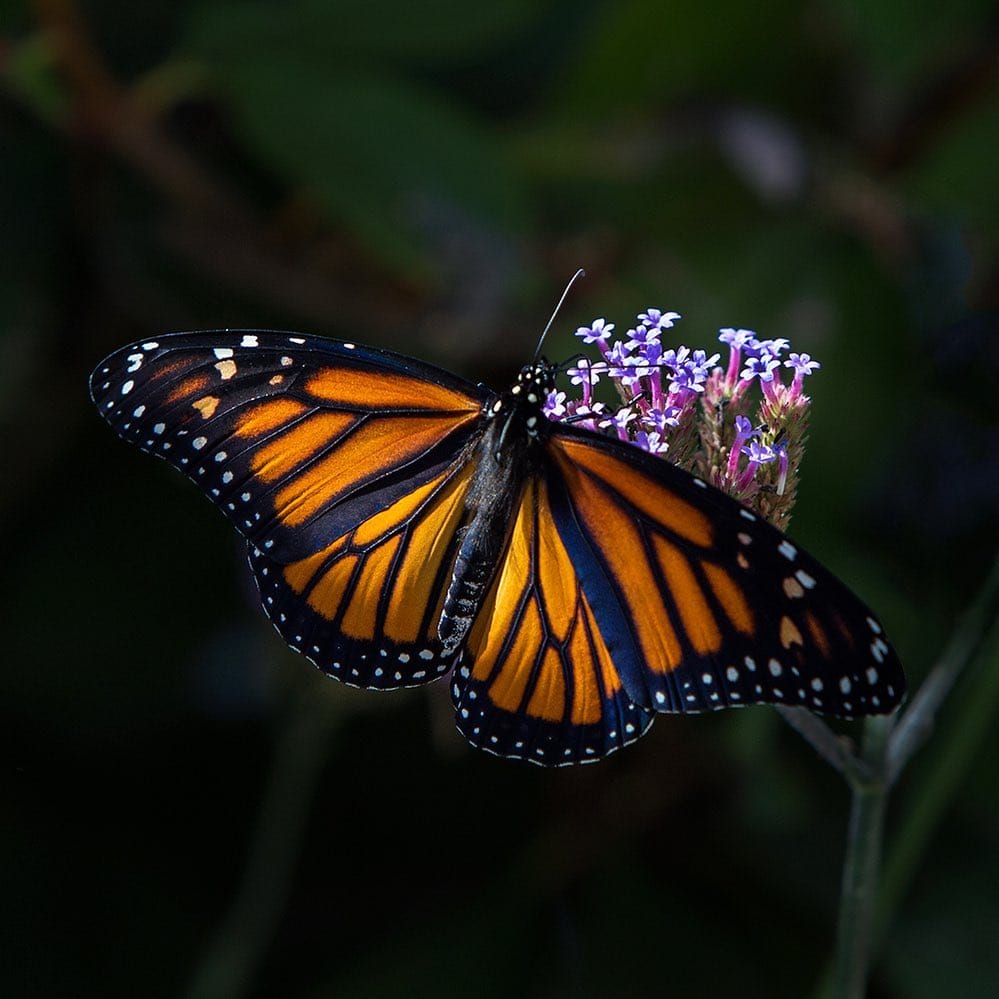 Post 8 by Kurt Harvey on Instagram (image)
