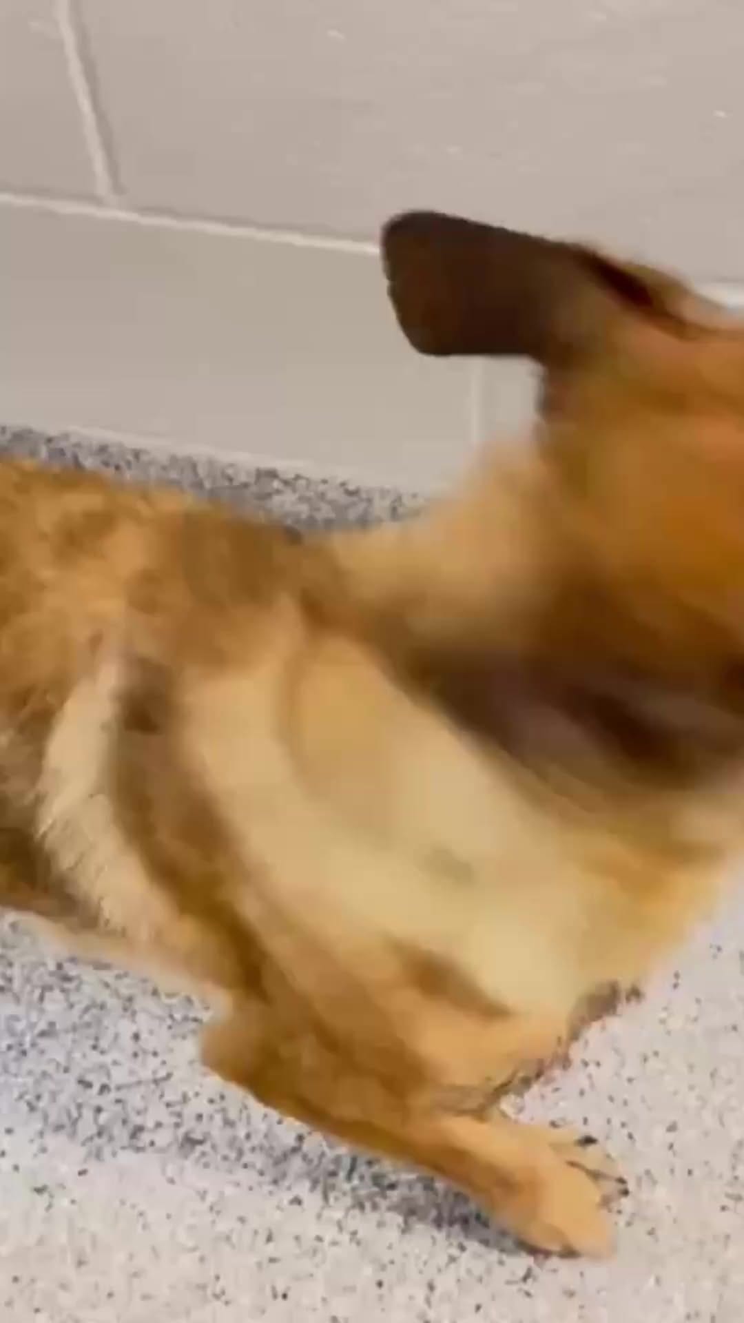 Post 4 by 𝓤𝓻𝓰𝓮𝓷𝓽 𝓢𝓱𝓮𝓵𝓽𝓮𝓻 𝓟𝓮𝓽𝓼 on Instagram (video)