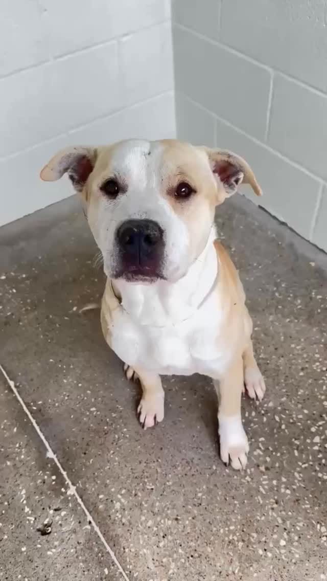 Post 2 by 𝓤𝓻𝓰𝓮𝓷𝓽 𝓢𝓱𝓮𝓵𝓽𝓮𝓻 𝓟𝓮𝓽𝓼 on Instagram (video)
