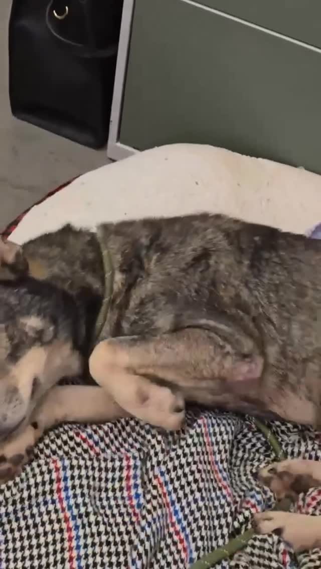 Post 1 by 𝓤𝓻𝓰𝓮𝓷𝓽 𝓢𝓱𝓮𝓵𝓽𝓮𝓻 𝓟𝓮𝓽𝓼 on Instagram (video)