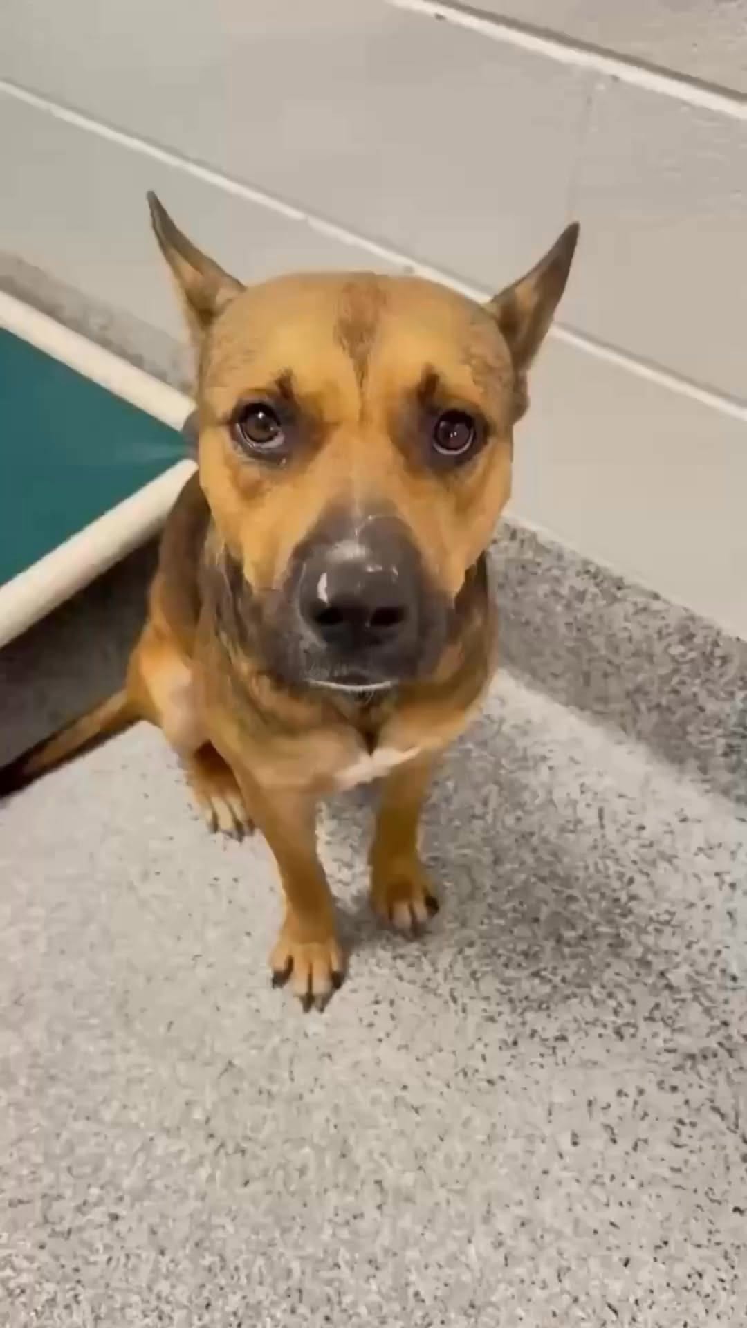 Post 6 by 𝓤𝓻𝓰𝓮𝓷𝓽 𝓢𝓱𝓮𝓵𝓽𝓮𝓻 𝓟𝓮𝓽𝓼 on Instagram (video)