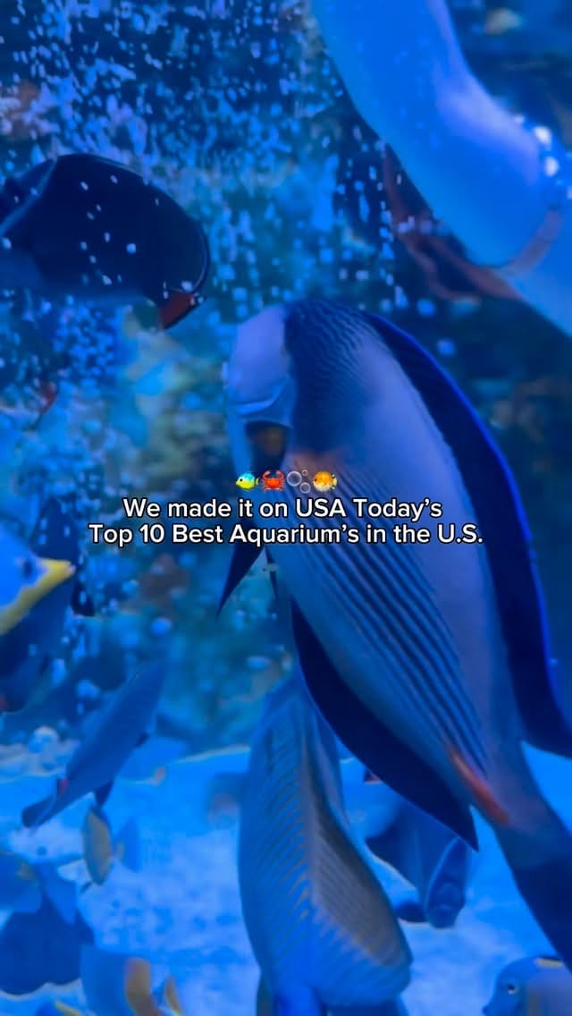 Post 3 by Newport Aquarium on Instagram (video)