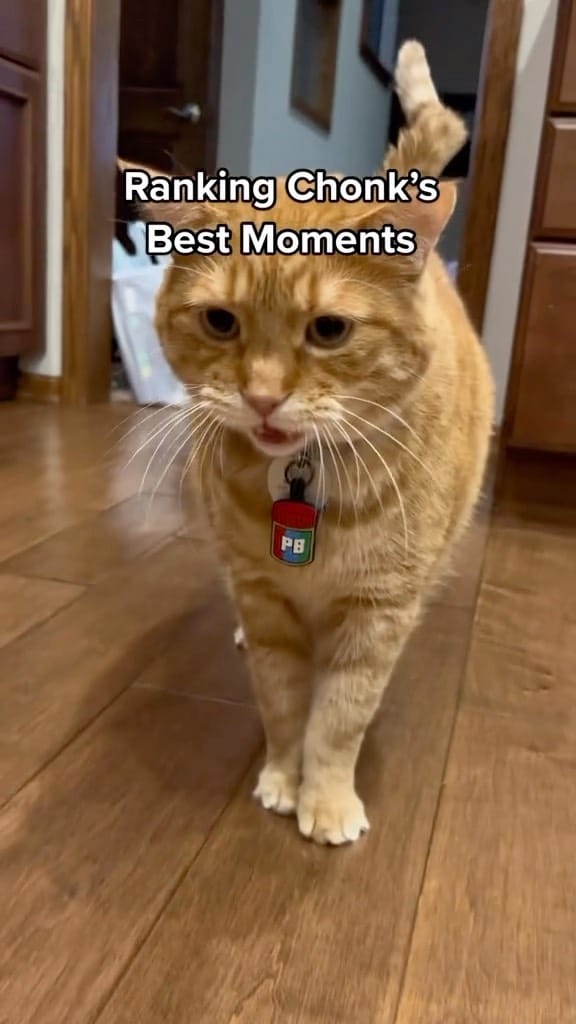 Post 8 by Chonk & Beans & Squeaky on Instagram (video)