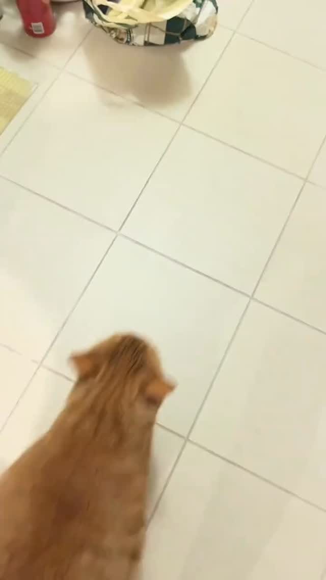 Post 5 by Chonk & Beans & Squeaky on Instagram (video)