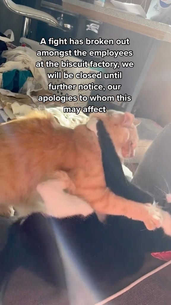 Post 10 by Chonk & Beans & Squeaky on Instagram (video)