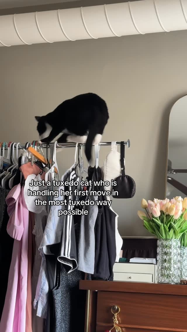 Post 1 by Chonk & Beans & Squeaky on Instagram (video)