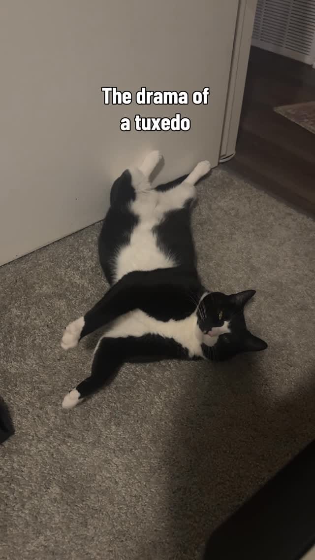 Post 4 by Chonk & Beans & Squeaky on Instagram (video)