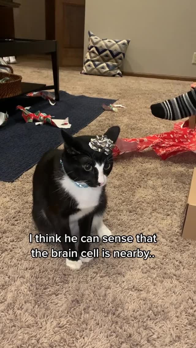 Post 6 by Chonk & Beans & Squeaky on Instagram (video)