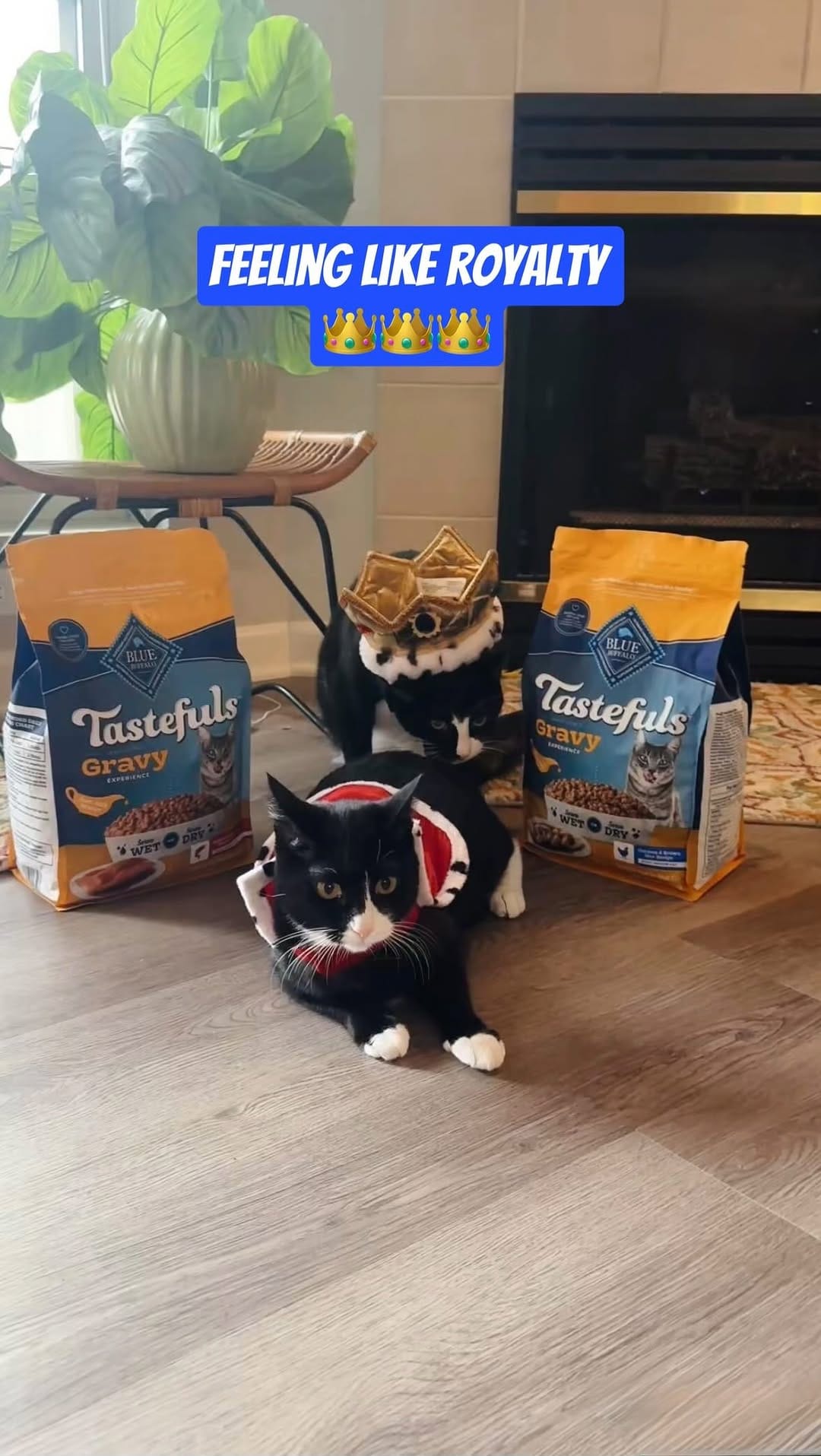 Post 7 by Chonk & Beans & Squeaky on Instagram (video)