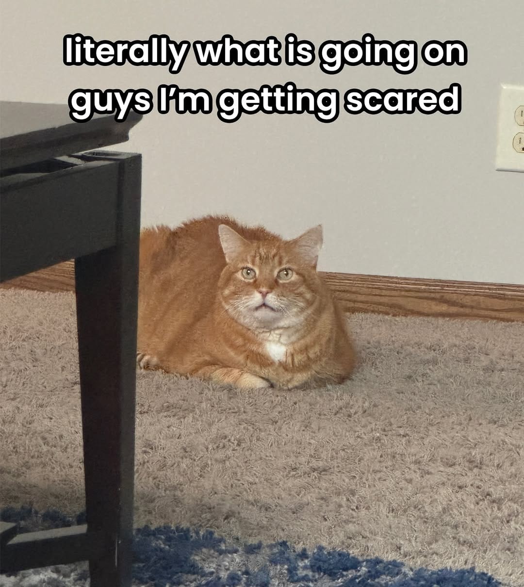 Post 3 by Chonk & Beans & Squeaky on Instagram (carousel)