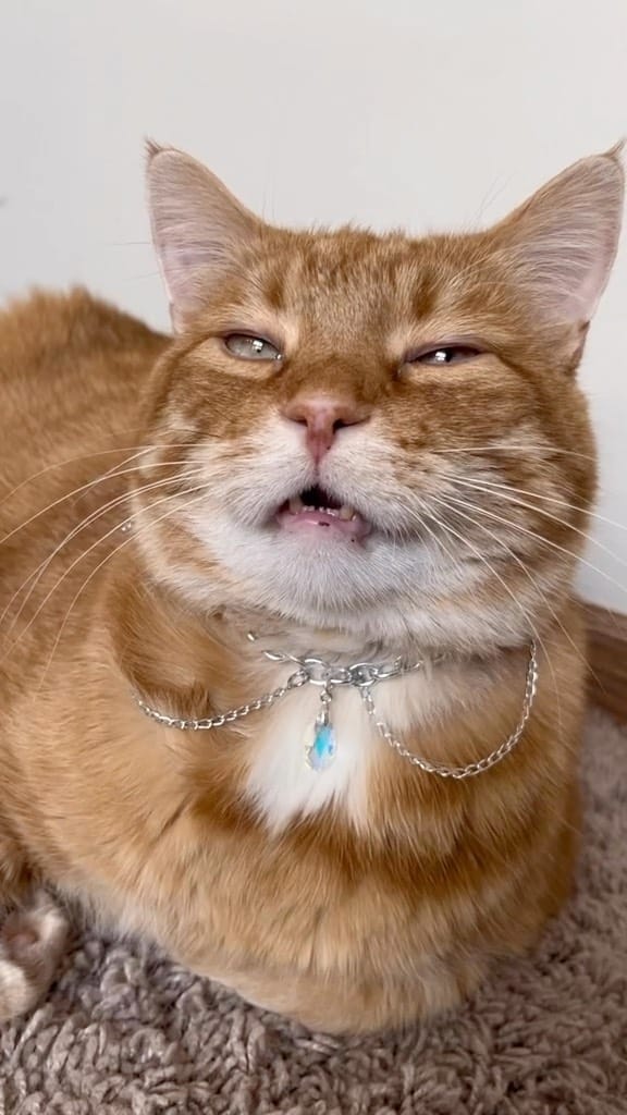 Post 9 by Chonk & Beans & Squeaky on Instagram (video)