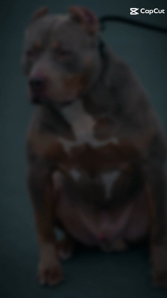 Post 1 by stb_bullies on Instagram (video)