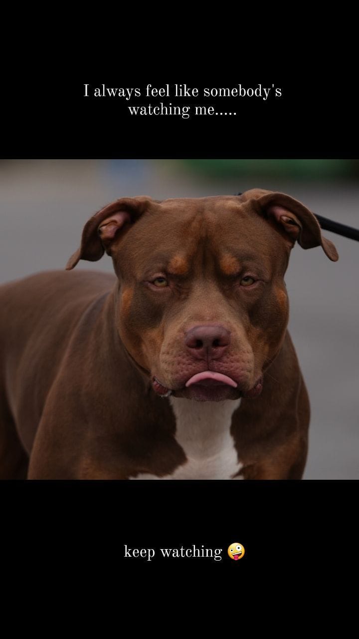 Post 9 by stb_bullies on Instagram (video)