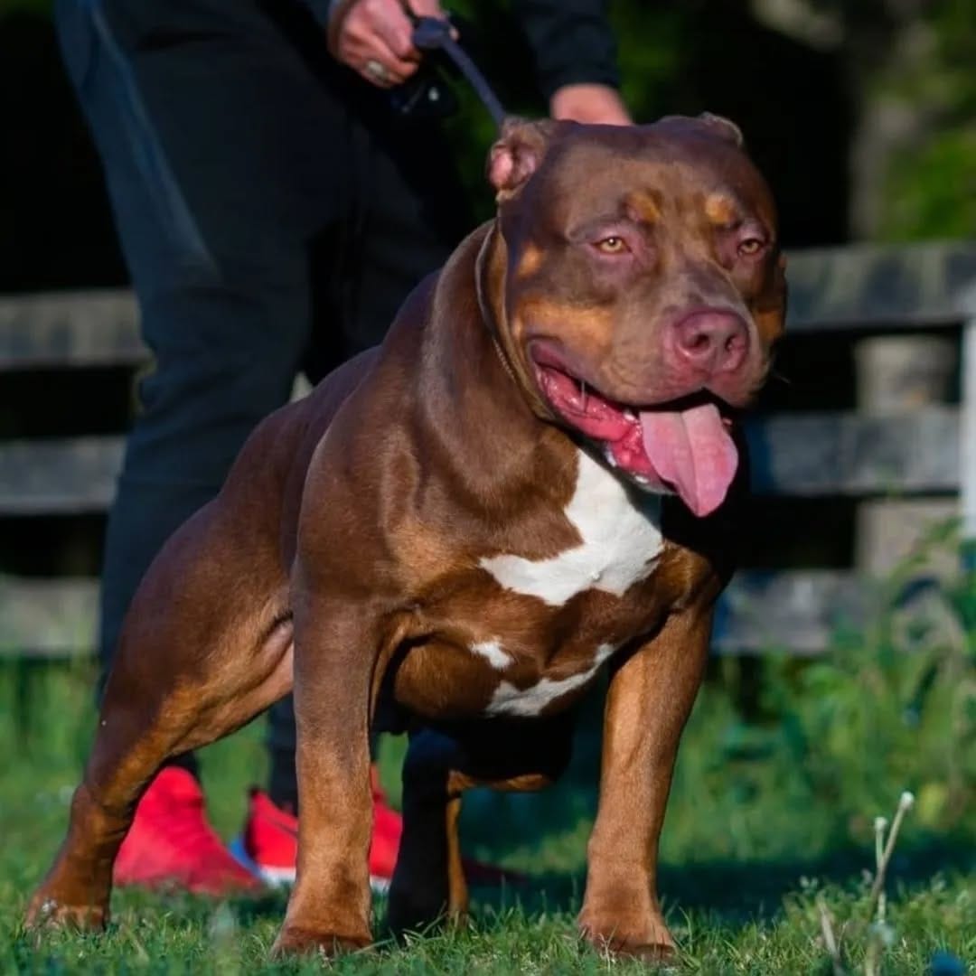 Post 3 by stb_bullies on Instagram (image)