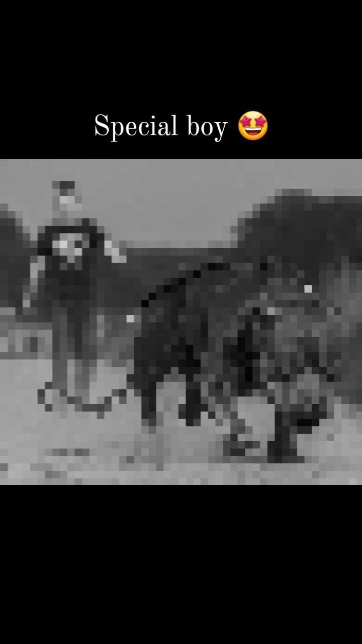 Post 8 by stb_bullies on Instagram (video)
