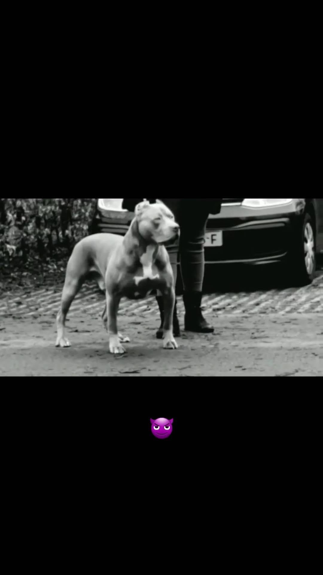 Post 6 by stb_bullies on Instagram (video)