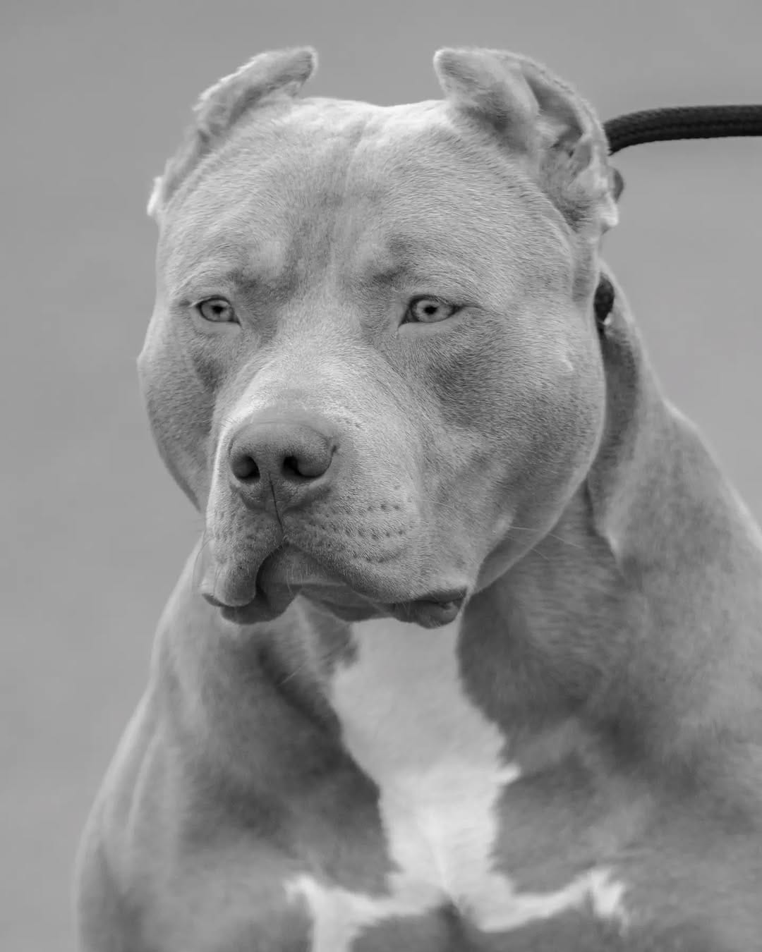 Post 4 by stb_bullies on Instagram (image)