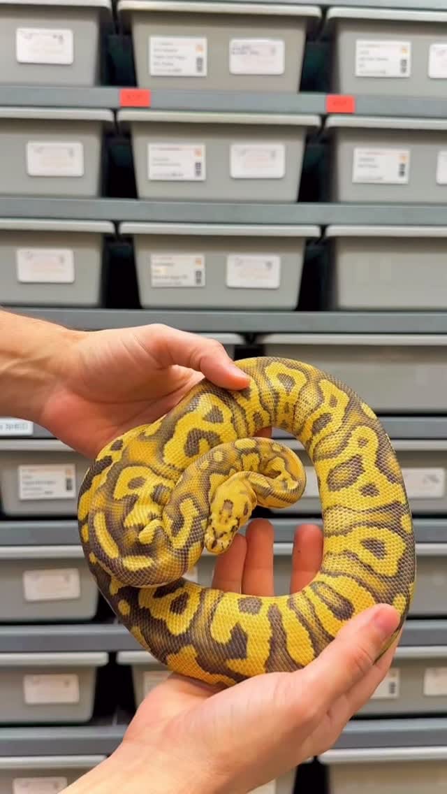 Post 1 by Las Vegas Ball Pythons | Hypo Desert Ghost Clown on Instagram (video)