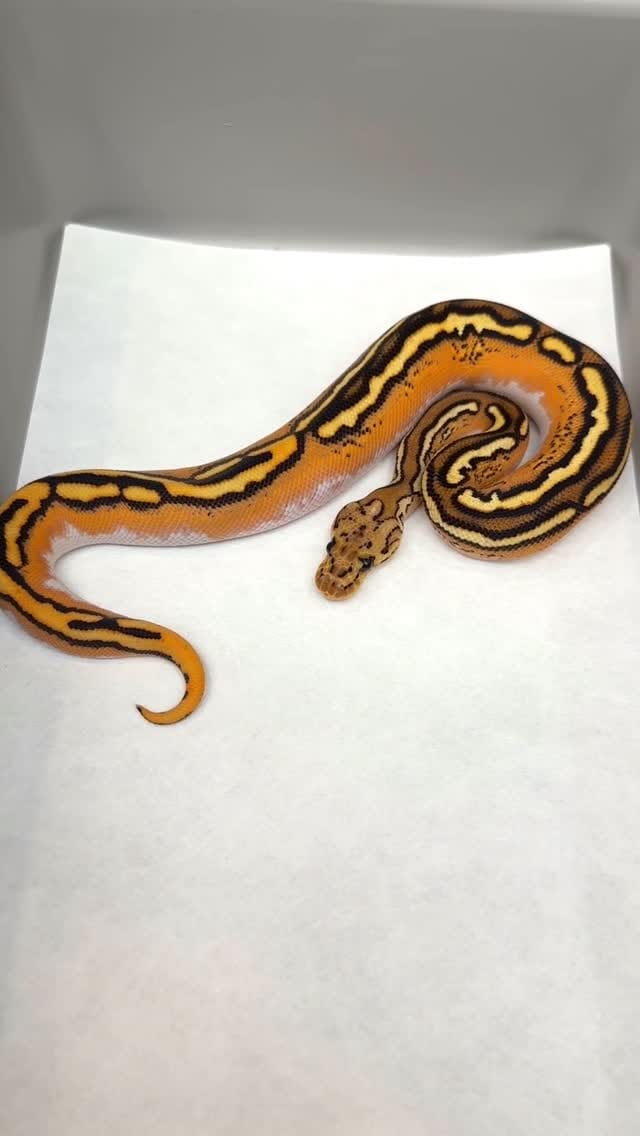 Post 8 by Las Vegas Ball Pythons | Hypo Desert Ghost Clown on Instagram (video)