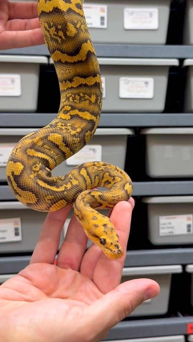 Post 2 by Las Vegas Ball Pythons | Hypo Desert Ghost Clown on Instagram (video)