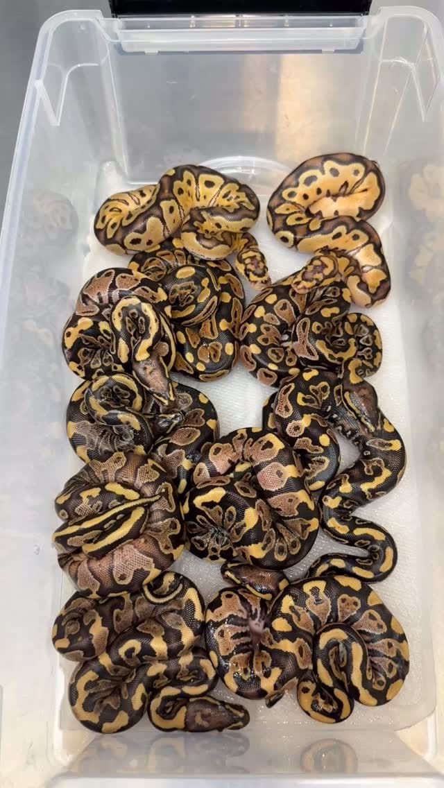 Post 6 by Las Vegas Ball Pythons | Hypo Desert Ghost Clown on Instagram (video)