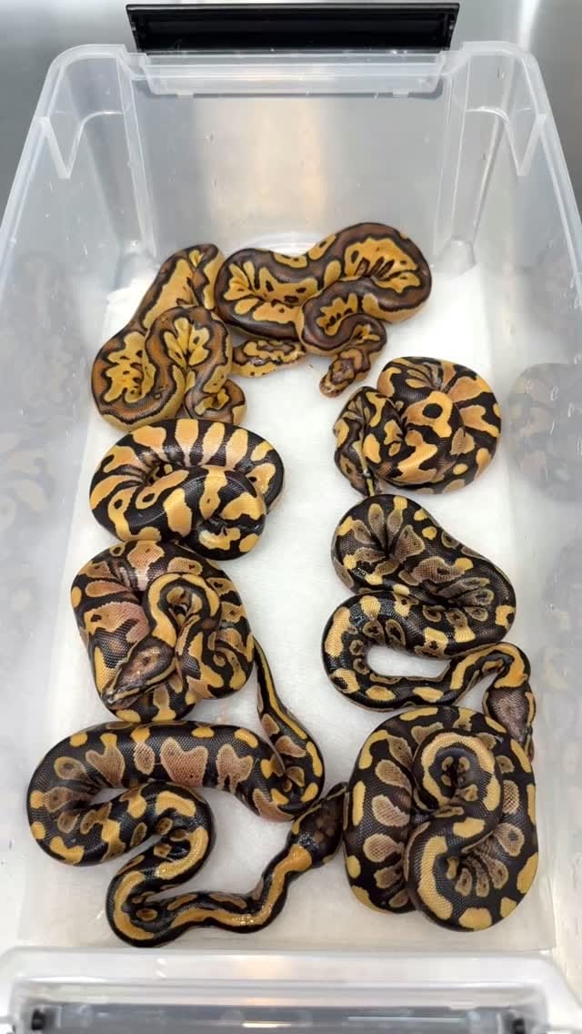Post 7 by Las Vegas Ball Pythons | Hypo Desert Ghost Clown on Instagram (video)