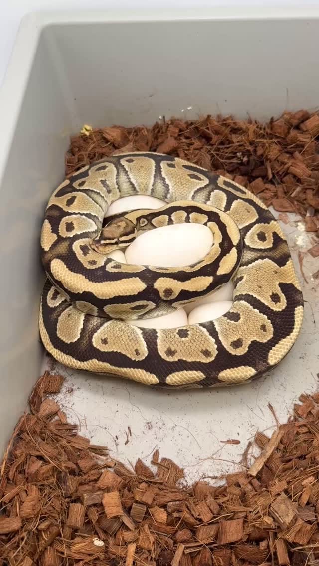 Post 5 by Las Vegas Ball Pythons | Hypo Desert Ghost Clown on Instagram (video)