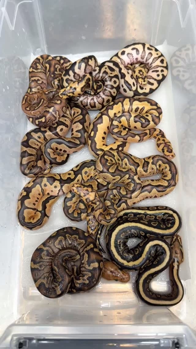 Post 3 by Las Vegas Ball Pythons | Hypo Desert Ghost Clown on Instagram (video)