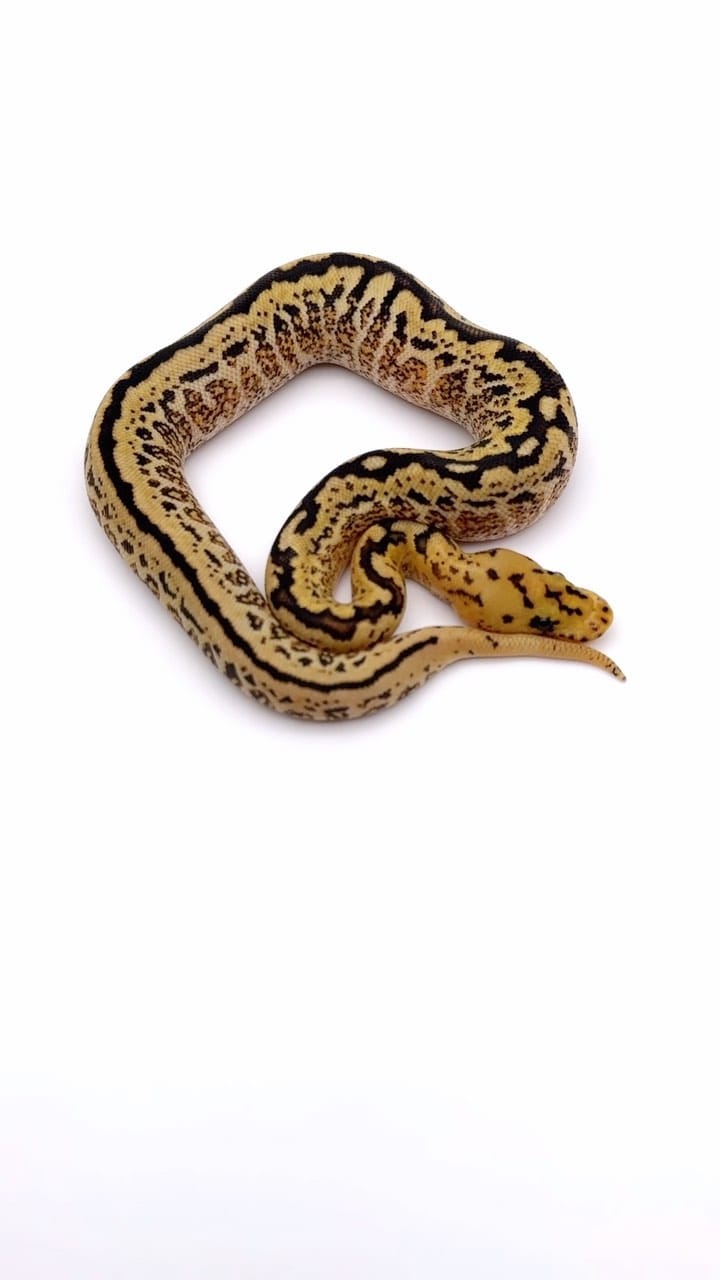 Post 9 by Las Vegas Ball Pythons | Hypo Desert Ghost Clown on Instagram (video)