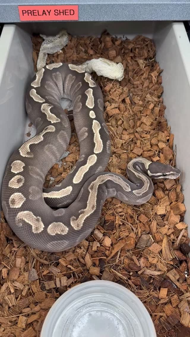 Post 4 by Las Vegas Ball Pythons | Hypo Desert Ghost Clown on Instagram (video)