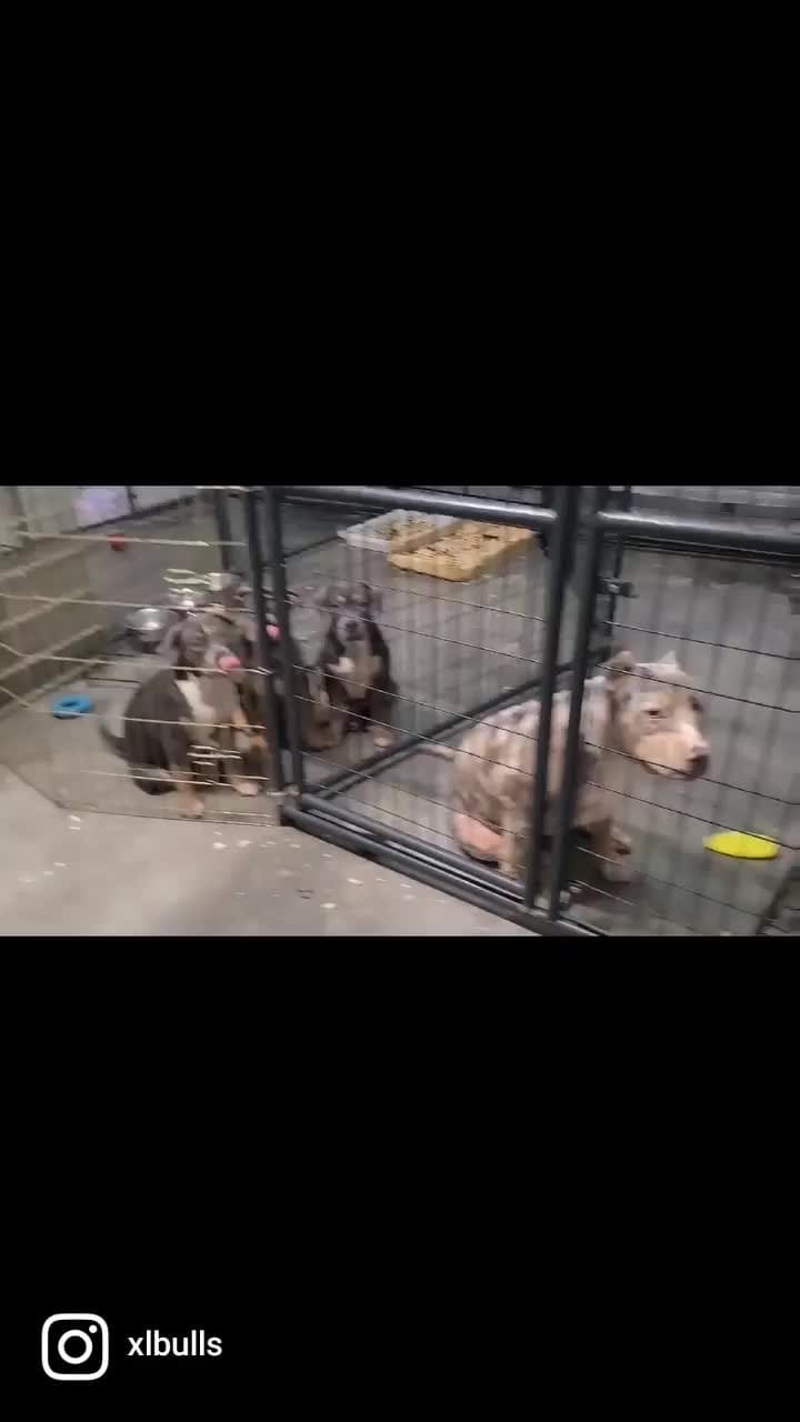 Post 4 by XL/XXL American Bullies on Instagram (video)