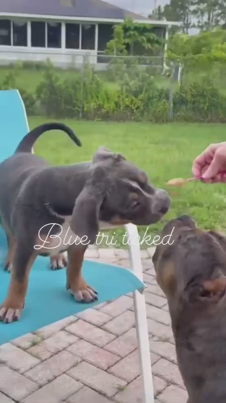 Post 7 by XL/XXL American Bullies on Instagram (video)
