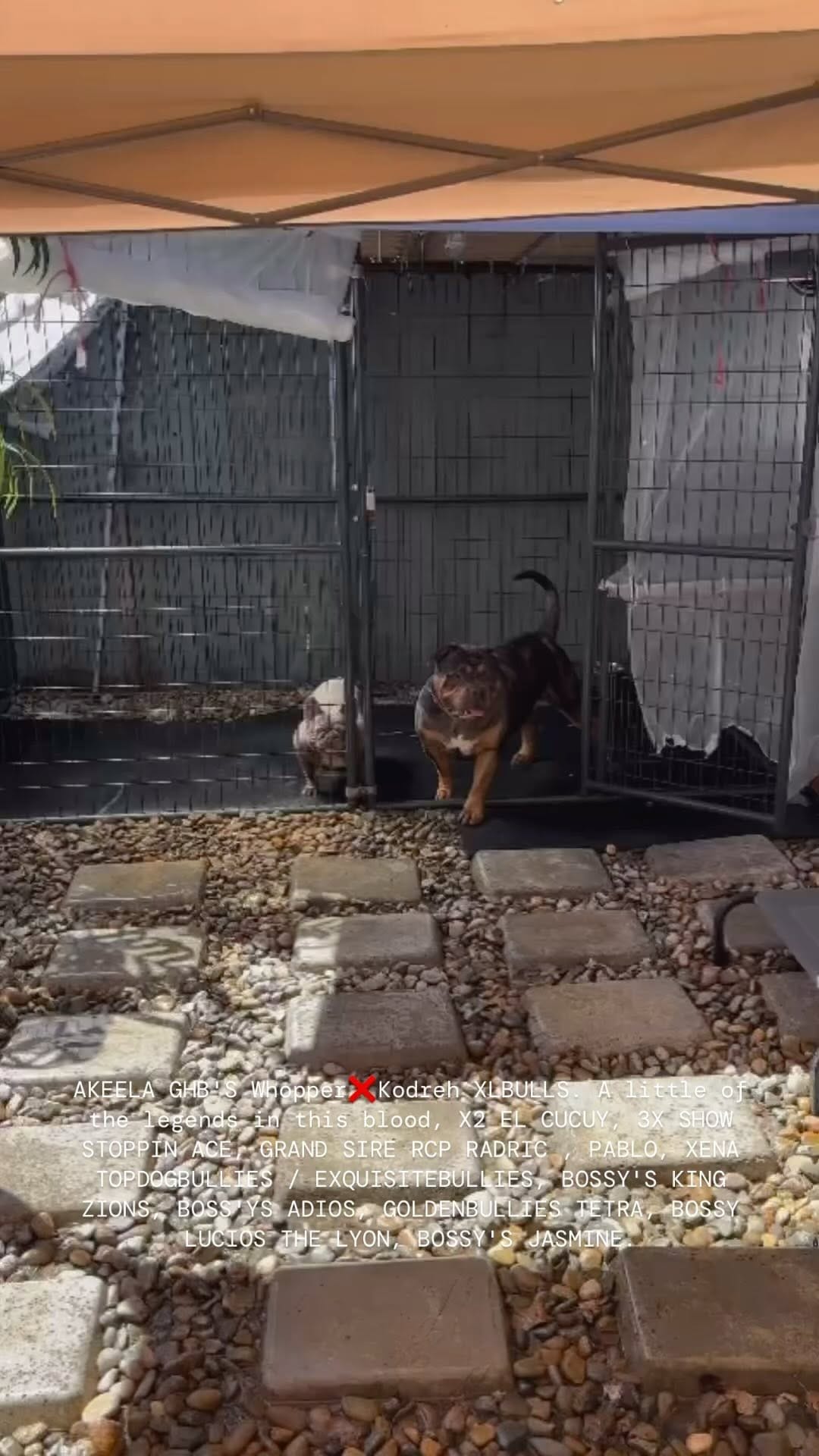 Post 2 by XL/XXL American Bullies on Instagram (video)