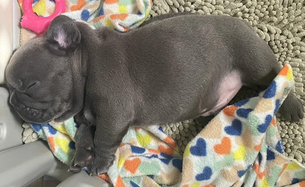 Post 8 by XL/XXL American Bullies on Instagram (image)