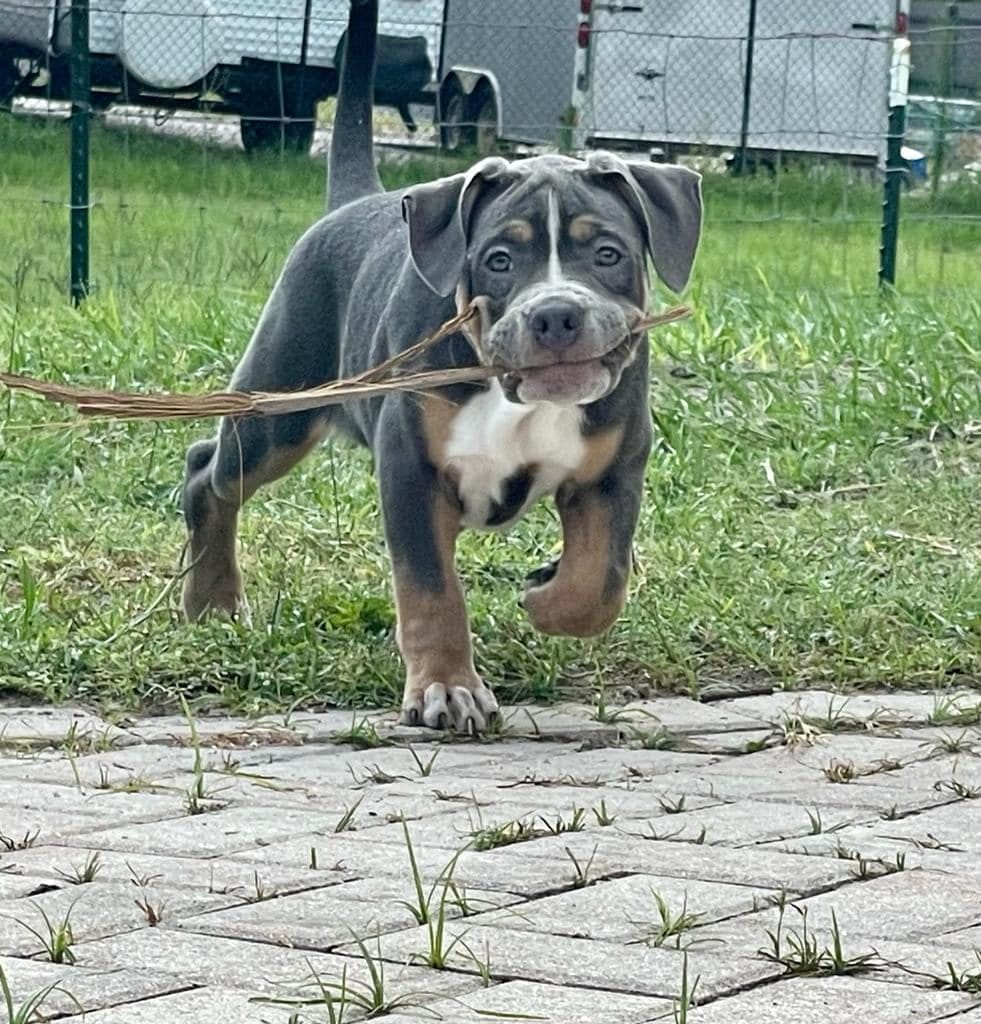 Post 9 by XL/XXL American Bullies on Instagram (carousel)