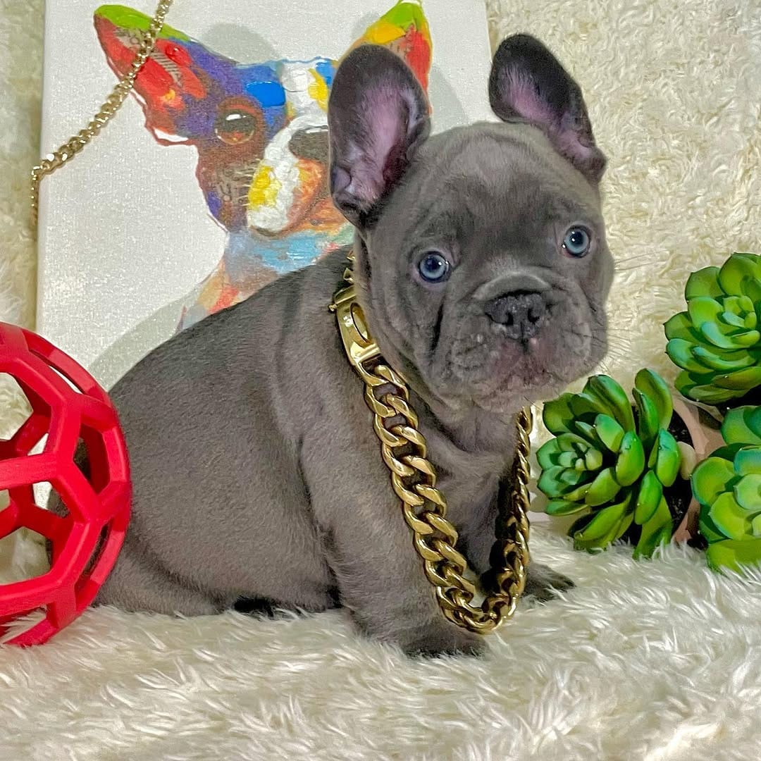 Post 5 by XL/XXL American Bullies on Instagram (image)
