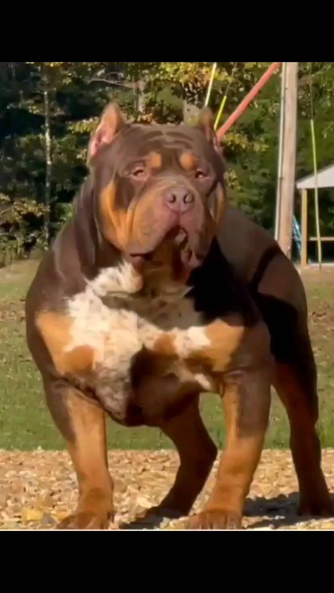 Post 3 by XL/XXL American Bullies on Instagram (video)