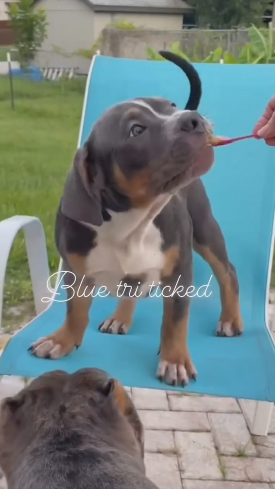 Post 6 by XL/XXL American Bullies on Instagram (video)