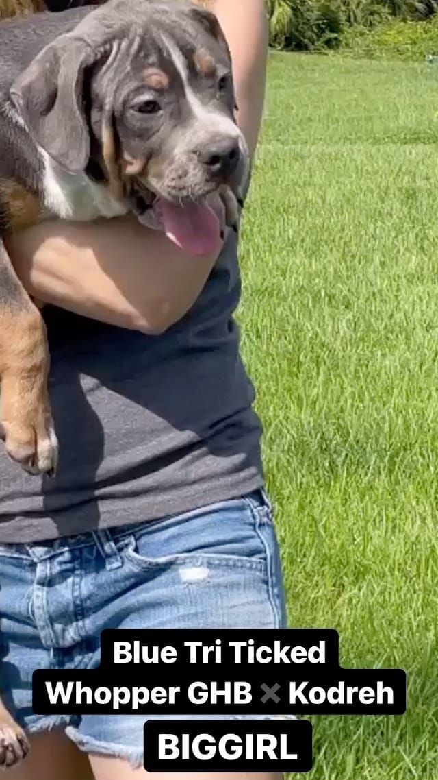 Post 10 by XL/XXL American Bullies on Instagram (video)