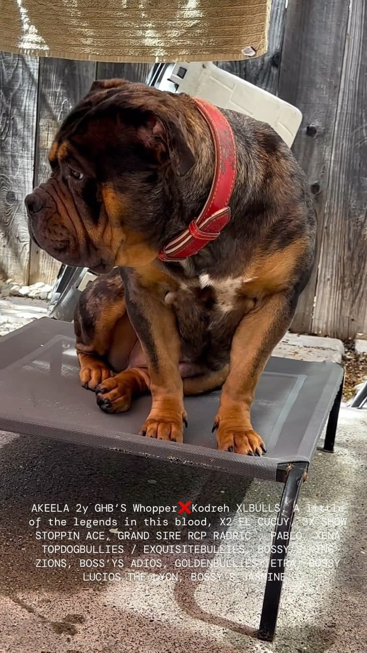 Post 1 by XL/XXL American Bullies on Instagram (video)