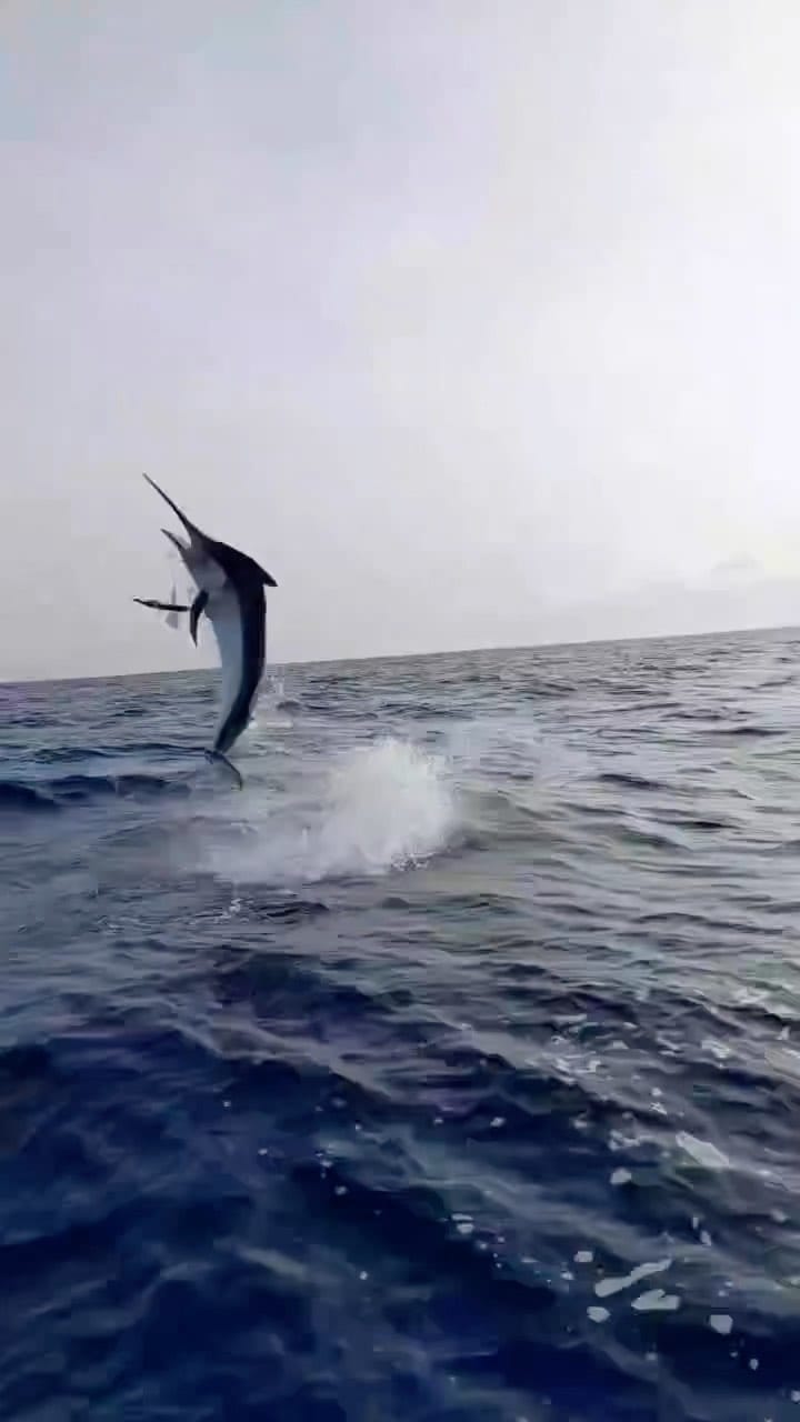 Post 9 by California Flyer Co. on Instagram (video)