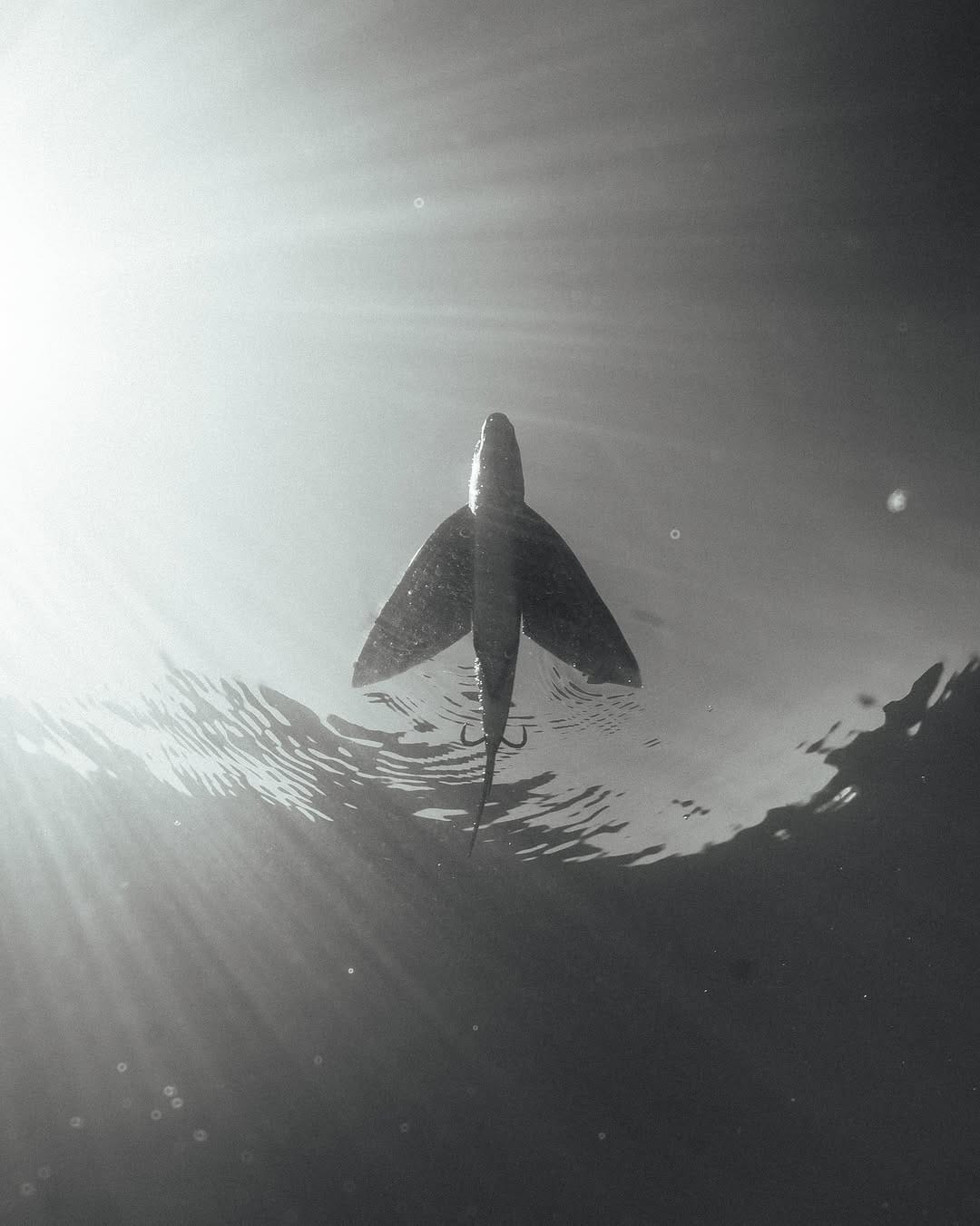 Post 6 by California Flyer Co. on Instagram (image)