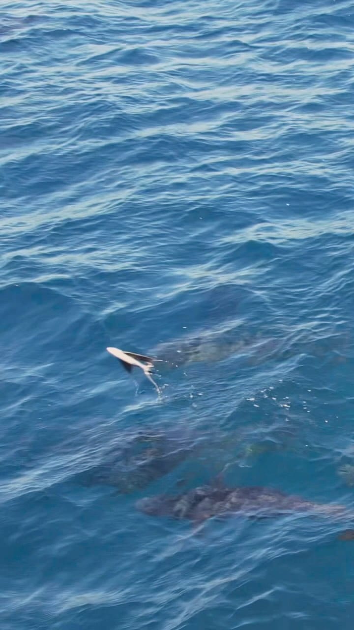 Post 4 by California Flyer Co. on Instagram (video)