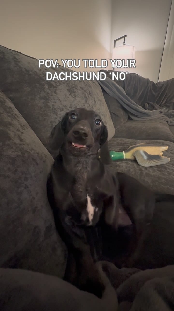 Post 7 by ᗰOO & TUX on Instagram (video)