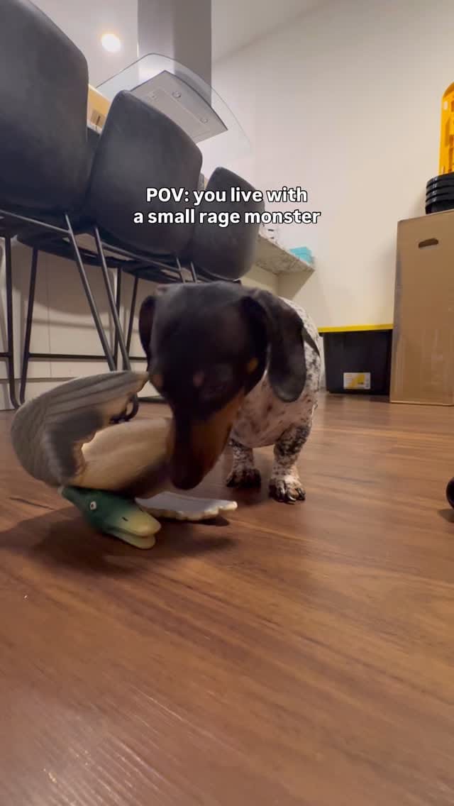Post 3 by ᗰOO & TUX on Instagram (video)