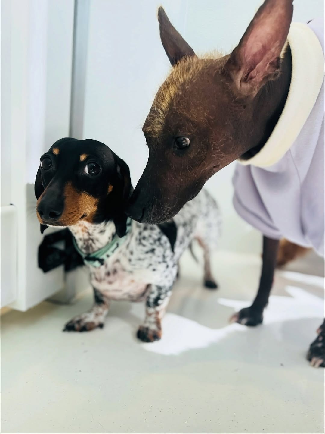 Post 2 by ᗰOO & TUX on Instagram (carousel)