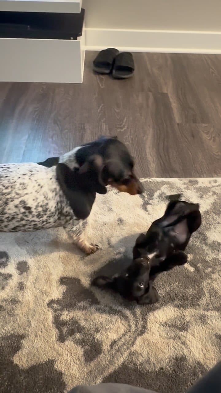 Post 5 by ᗰOO & TUX on Instagram (video)